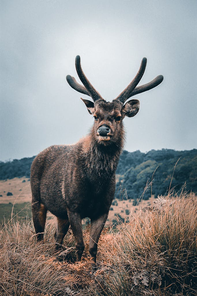 A stunning Sambar deer stands in a field in Horton Plains, Sri Lanka.