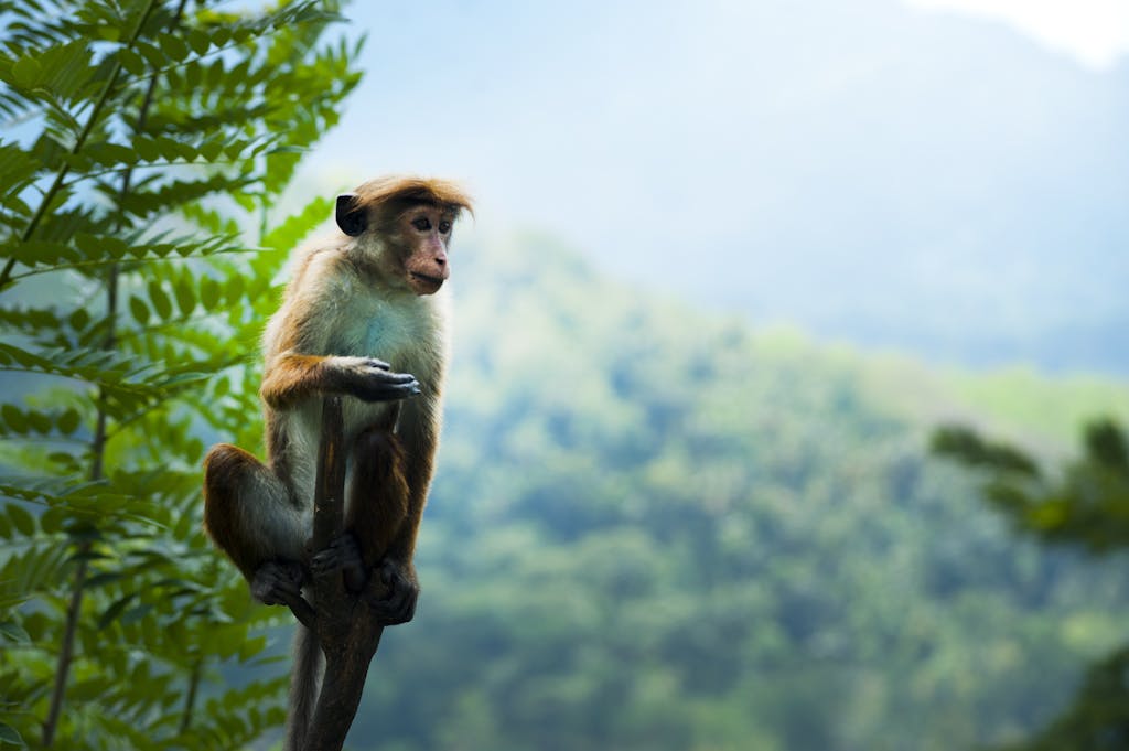 A Toque macaque enjoys the lush greenery in Nuwara Eliya, Sri Lanka.