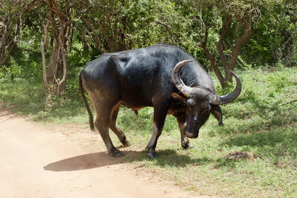 A wild water buffalo walking through the lush greenery of Hambantota, Sri Lanka.