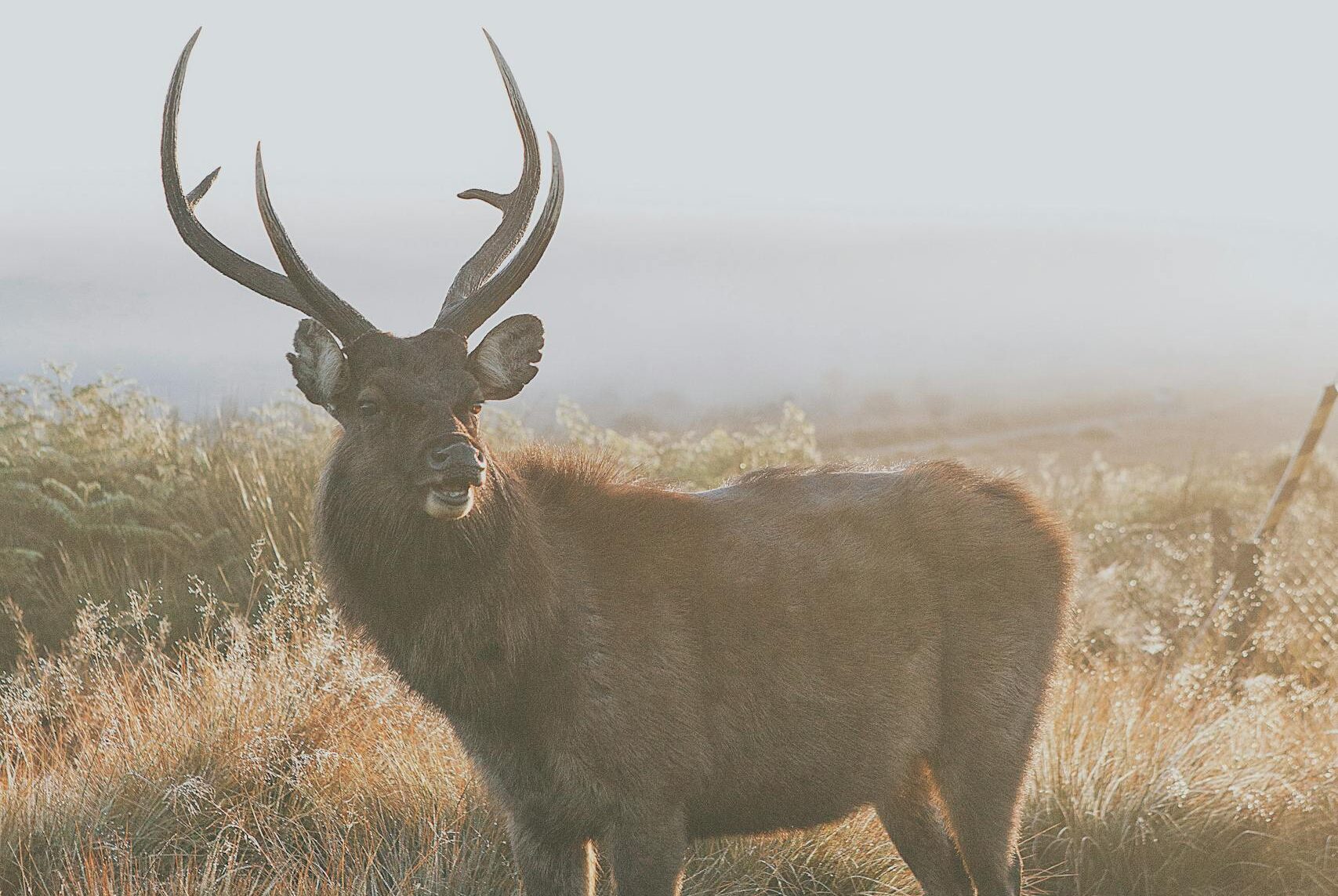 Captivating image of a Sambar deer standing in foggy grasslands at sunrise in Sri Lanka.