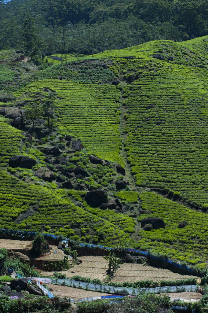 Vibrant green tea plantations on the rolling hills of Nuwara Eliya, Sri Lanka.